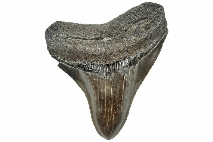 Serrated, Fossil Megalodon Tooth - South Carolina #310053